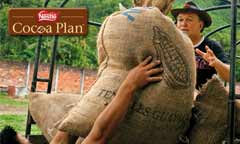 ต้นกล้าคุณภาพดีในโครงการ Nestlé Cocoa Plan