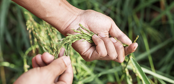 young rice farmer