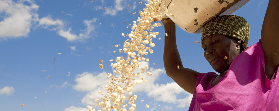 crop-disease-west-africa-farmers-grains-improvement-project