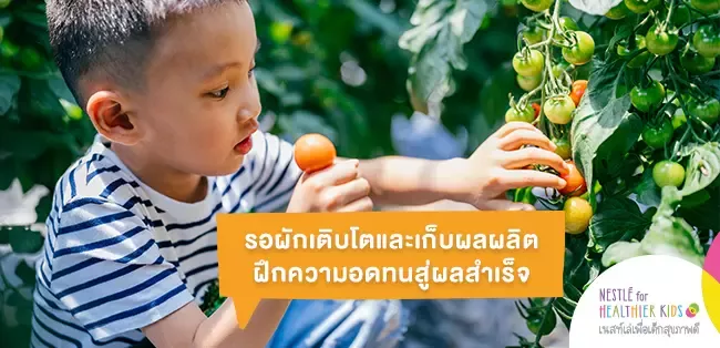 รอผักเติบโตและเก็บผลผลิต ฝึกความอดทนสู่ความสำเร็จ