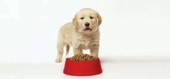 Choose the right foods that dogs love