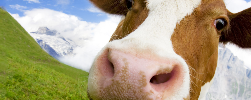 cow poo biogas farmers coffee henniez